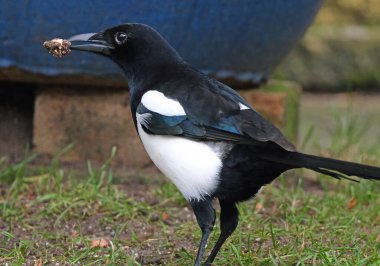 Magpies seem to be jacks of all trades  scavengers, predators and pest-destroyers. Non-breeding birds will gather together in flocks. clipart