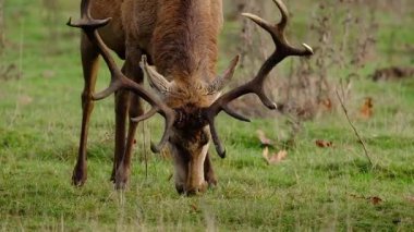 Kızıl geyik en büyük geyik türlerinden biridir. Erkek kızıl geyiğe geyik ya da geyik, dişiye ise dişi geyik ya da dişi denir. Kızıl geyik Avrupa, Kafkasya Dağları, Anadolu, İran ve Batı Asya 'nın bazı bölgelerinde yaşar..