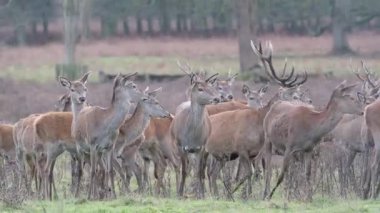 Kızıl geyik en büyük geyik türlerinden biridir. Erkek kızıl geyiğe geyik ya da geyik, dişiye ise dişi geyik ya da dişi denir. Kızıl geyik Avrupa, Kafkasya Dağları, Anadolu, İran ve Batı Asya 'nın bazı bölgelerinde yaşar..