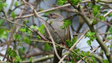 Dunnock, Orta Avrupa 'da ve Asya Rusya' da bulunan küçük bir kuş türüdür. Dunnocks, Yeni Zelanda 'ya da başarıyla sokulmuştur..