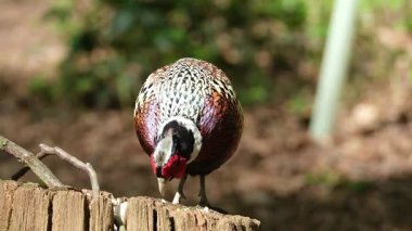 Sülünler, Phasianidae familyasından Galliformes familyasına ait birkaç cins kuş türü. Dünyanın dört bir yanında tanıtılan popülasyonlarda bulunmalarına rağmen sülün türünün doğal menzili Avrasya ile sınırlıdır..