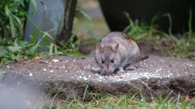 Kahverengi sıçan, lağım faresi, iskele faresi, Hanover faresi, Norveç ve Norveç faresi olarak da bilinir.. 