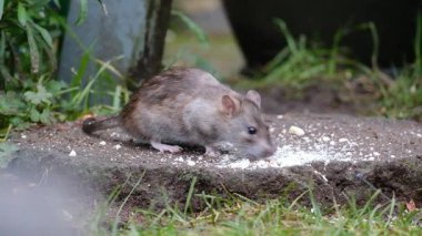 Kahverengi sıçan, lağım faresi, iskele faresi, Hanover faresi, Norveç ve Norveç faresi olarak da bilinir.. 