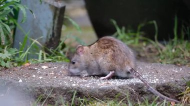 Kahverengi sıçan, lağım faresi, iskele faresi, Hanover faresi, Norveç ve Norveç faresi olarak da bilinir.. 