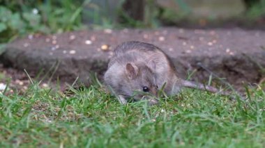 Kahverengi sıçan, lağım faresi, iskele faresi, Hanover faresi, Norveç ve Norveç faresi olarak da bilinir.. 