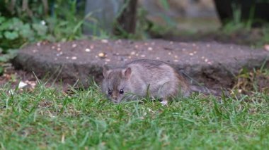 Kahverengi sıçan, lağım faresi, iskele faresi, Hanover faresi, Norveç ve Norveç faresi olarak da bilinir.. 