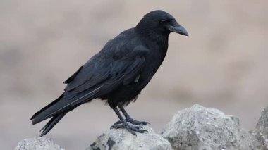 Karga, Corvus cinsinin bir kuşudur, ya da daha geniş bir ifadeyle, tüm Corvus 'un eşanlamlısıdır. 