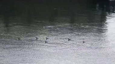 Mergus, Anatinae familyasından tipik bir balık yiyen ördek cinsidir. Cins adı, Yaşlı Pliny ve diğer Romalı yazarlar tarafından tanımlanamayan bir su kuşuna atıfta bulunmak için kullanılan Latince bir kelimedir. Deniz kenarındaki limanda bir aile. İngiltere.