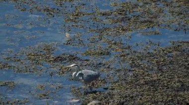 Gri balıkçılgiller (Ardeidae), balıkçılgiller (Ardeidae) familyasından bir kuş türü. Pek çok alanda ikamet ediyor..