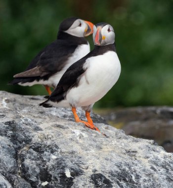 Puffinler, kuş cinsi Fratercula 'daki üç küçük alcidden biridir. Bunlar daha çok suya dalarak beslenen pelajik deniz kuşlarıdır. Kıyı kayalıklarında ya da kıyı adalarında büyük kolonilerde ürerler..