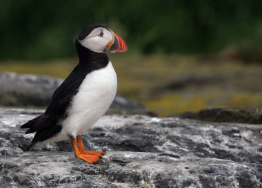 Puffinler, kuş cinsi Fratercula 'daki üç küçük alcidden biridir. Bunlar daha çok suya dalarak beslenen pelajik deniz kuşlarıdır. Kıyı kayalıklarında ya da kıyı adalarında büyük kolonilerde ürerler..