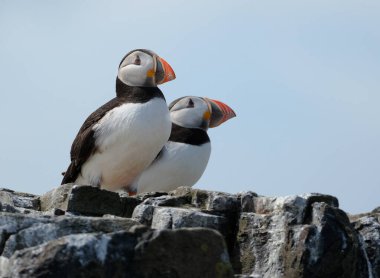 Puffinler, kuş cinsi Fratercula 'daki üç küçük alcidden biridir. Bunlar daha çok suya dalarak beslenen pelajik deniz kuşlarıdır. Kıyı kayalıklarında ya da kıyı adalarında büyük kolonilerde ürerler..