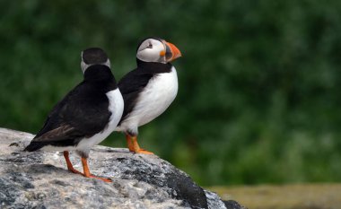 Puffinler, kuş cinsi Fratercula 'daki üç küçük alcidden biridir. Bunlar daha çok suya dalarak beslenen pelajik deniz kuşlarıdır. Kıyı kayalıklarında ya da kıyı adalarında büyük kolonilerde ürerler..