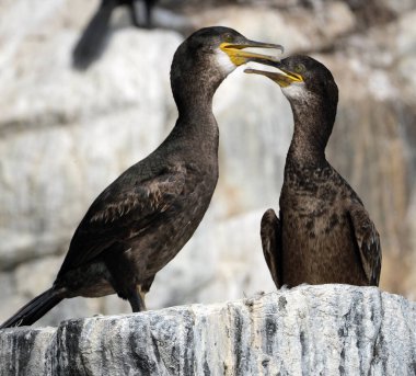 Phalacrocoracidae, karabatakgiller (Phalacrocoracidae) familyasından bir kuş türü. Ailenin çeşitli sınıflandırmaları önerildi..