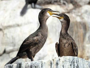 Phalacrocoracidae, karabatakgiller (Phalacrocoracidae) familyasından bir kuş türü. Ailenin çeşitli sınıflandırmaları önerildi..