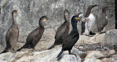Phalacrocoracidae, karabatakgiller (Phalacrocoracidae) familyasından bir kuş türü. Ailenin çeşitli sınıflandırmaları önerildi..