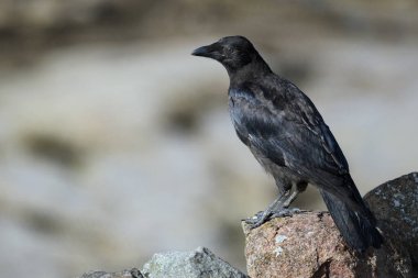 Karga, Corvus cinsinin bir kuşudur, ya da daha geniş bir ifadeyle, tüm Corvus 'un eşanlamlısıdır. 