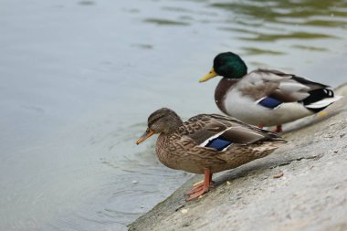 Ördekler parktaki göle yakın.