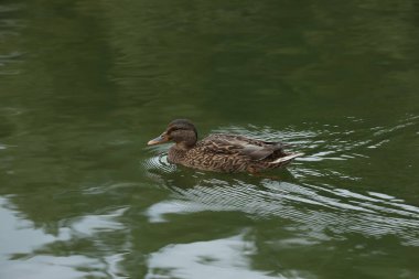 Ördekler parktaki göle yakın.