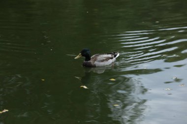 Ördekler parktaki göle yakın.