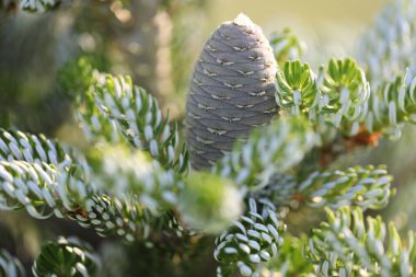 pine cones on a branch in spring garden