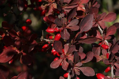 Berberis thunbergii. Berries on the branch 
