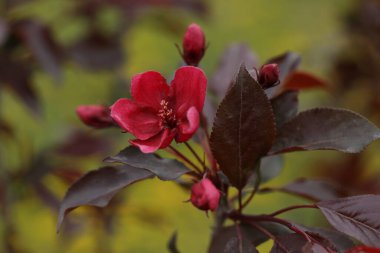 beautiful red apple tree blossom close up