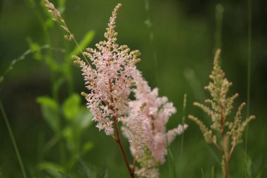 pink Astilbe flowers in the garden on green background with copy space  