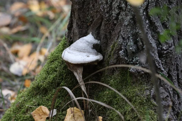 mushrooms in the autumn forest. close up