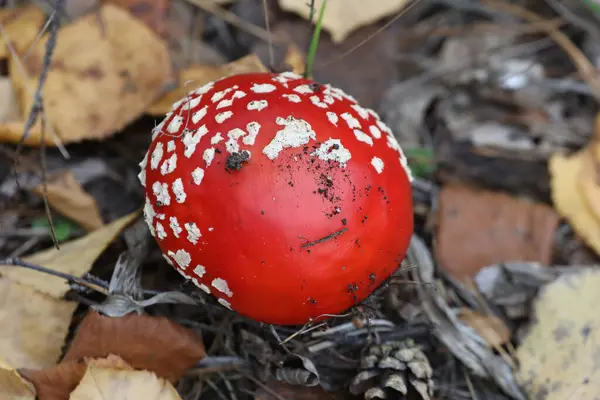 amanita muscaria fly agaric in the autumn forest