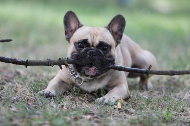 portrait of beautiful french bulldog dog. close up