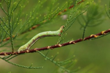 beautiful green caterpillar on the green branch in the summer garden