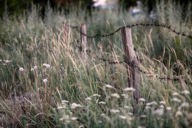 old fence in the meadow with barbed wire and summer flowers