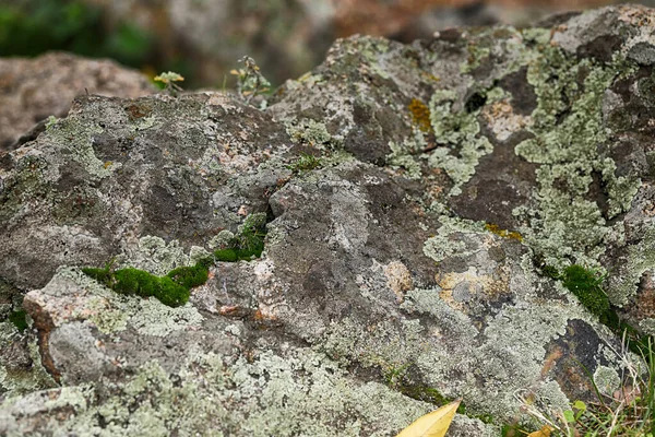 macro with old stone and green lichen pattern