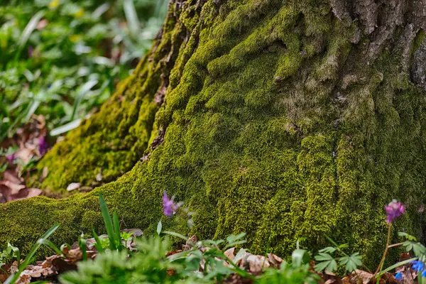 green grass in the forest. outdoor landscape