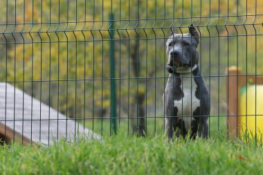 sad staffordshire terrier dog out of fence