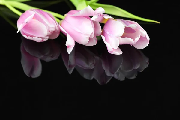 black mirror background with pink tulips and copy space