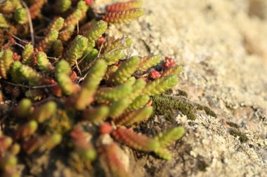 Taşın üzerinde Isedum soyut desenli makro fotoğraf