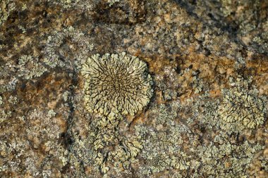 taş üzerinde liken desenli makro fotoğraf