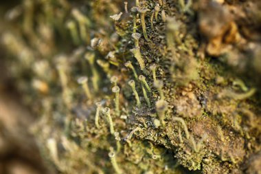 taş üzerinde liken desenli makro fotoğraf