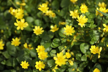 Yapraklı küçük bahar çiçekleri deseni