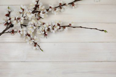 Üzerinde bahar beyazı kayısı çiçeği olan beyaz ahşap bir arka plan.