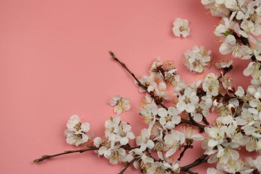 Üzerinde bahar beyazı kayısı çiçeği olan pembe bir arkaplan ve boşluğu kopyala