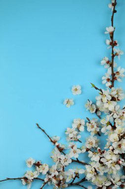 Üzerinde bahar beyazı kayısı çiçeği olan mavi bir arkaplan ve boşluğu kopyala