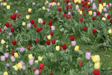 Çok renkli laleler tarlası, bahar çiçekleri deseni