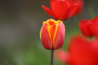 Çok renkli laleler tarlası, bahar çiçekleri deseni