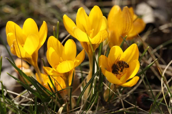 Цветы Желтого Крокуса Траве — стоковое фото