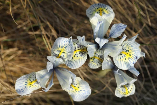 Ein Strauß Blauer Iris Blumen Gras — Stockfoto