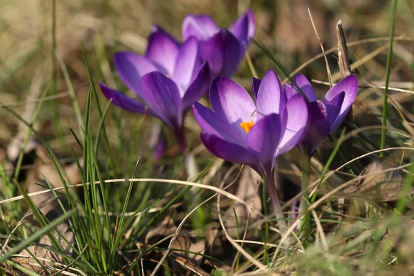 Букет Фиолетовых Крокусов Траве — стоковое фото