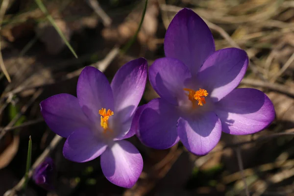 Букет Фиолетовых Крокусов Траве — стоковое фото